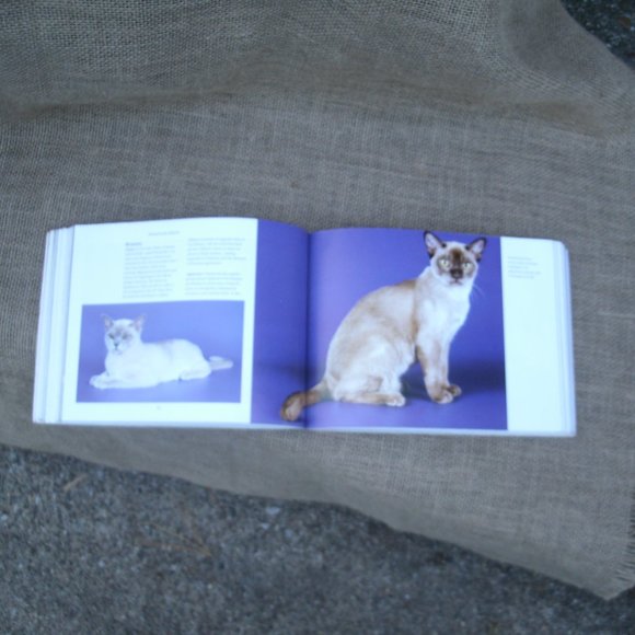 Ultimate Guide to Cat Breeds by Louisa Somerville - Picture 7 of 16